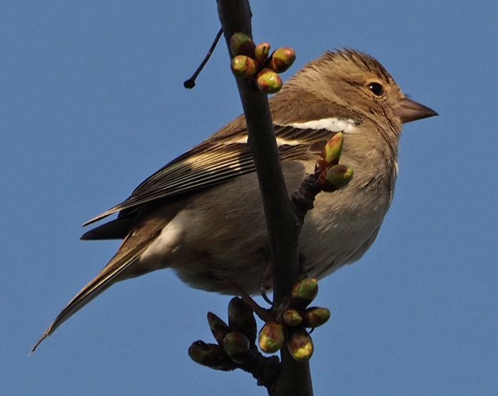 Buchfink, Fringilla coelebs Weibchen